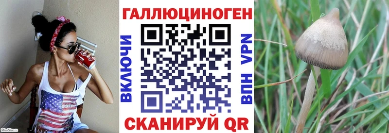 дарк нет наркотические препараты  Новосибирск  Псилоцибиновые грибы Cubensis 